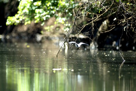 O Paraná irá instalar em junho três novos Comitês de Bacias Hidrográficas para discutir e apontar ações de proteção e conservação dos rios. Foto: Arquivo SEMA/ Denis Ferreira Netto