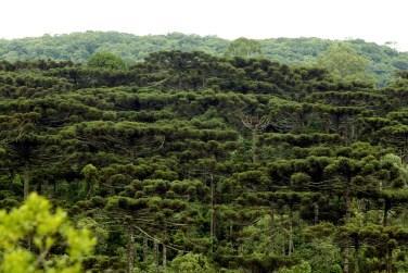 O Fundo Brasileiro para a Biodiversidade (Funbio) entregará, até o final do mês de outubro para a Secretaria do Meio Ambiente e Recursos Hídricos todas as ferramentas econômicas que possibilitarão o repasse de recursos nas categorias biodiversidade, Reservas Particulares do Patrimônio Natural (RPPNs) e conservação de recursos hídricos.Foto: Denis Ferreira Netto/SEMA