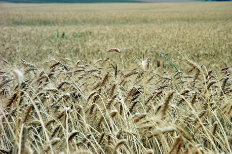 Trigo na regão Oeste/PR. Foto: José Adair Gomercindo/SECS