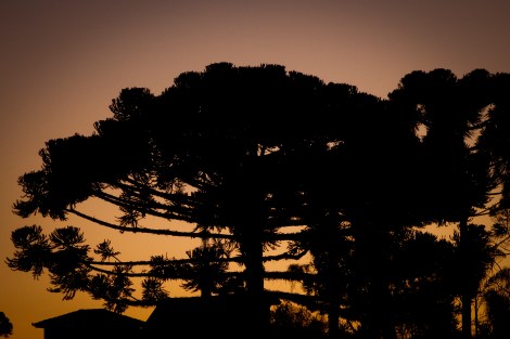 No Dia da Araucária, comemorado nesta terça-feira (24), o Governo do Paraná festeja a marca de 19,5 mil árvores desta espécie plantadas no Estado nos últimos três anos por meio do programa Estradas com Araucárias. Foto: Pedro Ribas