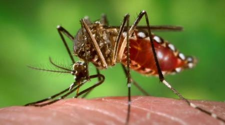 77b69-aedes_aegypti_during_blood_meal